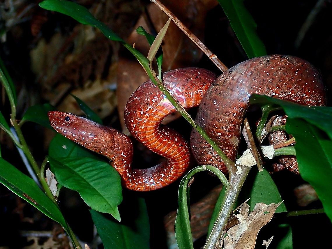 Common Mock Viper - Psammodynastes pulverulentus  Common Mock Viper,Hong Kong,Mock Viper,Psammodynastes pulverulentus,Snake,Viper