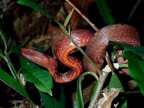 Common Mock Viper - Psammodynastes pulverulentus  Common Mock Viper,Hong Kong,Mock Viper,Psammodynastes pulverulentus,Snake,Viper