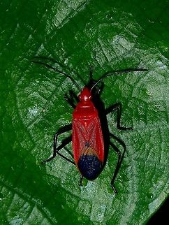 Red & Black Dindymus rubiginosus is Old World genus of true bugs in the family Pyrrhocoridae. They are often confused with bugs in the family Lygaeidae, but can be distinguished by the lack of ocelli on the head. Several species in the genus are beneficial predators, including D. rubiginosus, D. pulcher. and D. pyrochrous, but one species (D. versicolor) is a minor plant pest. Bug,Dindymus rubiginosus,Hong Kong,True Bug
