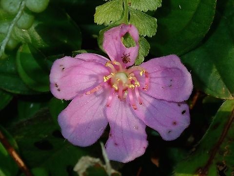 Tiny Bug on Melastoma Didn't noticed the tiny nymph of a Bug on the flower when I took this picture. Flower,Hong Kong,Malabar melastome,Melastoma malabathricum,Plant