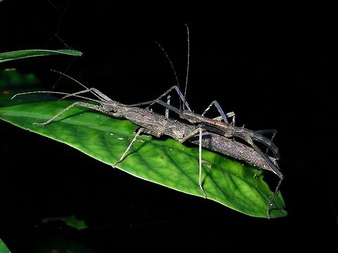 Sticky Couple A paid or Phasmid of the species Neohirasea hongkongensis. Hong Kong,Neohirasea hongkongensis,Phasmid,Stick Insect