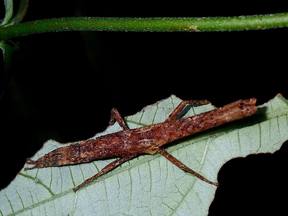 Stick Insect, Phasmid - Pylaemenes guangxiensis Nymph of Stick Insect, Phasmid of the species Pylaemenes guangxiensis. Hong Kong,Phasmatodea,Phasmid,Pylaemenes guangxiensis,Stick Insect