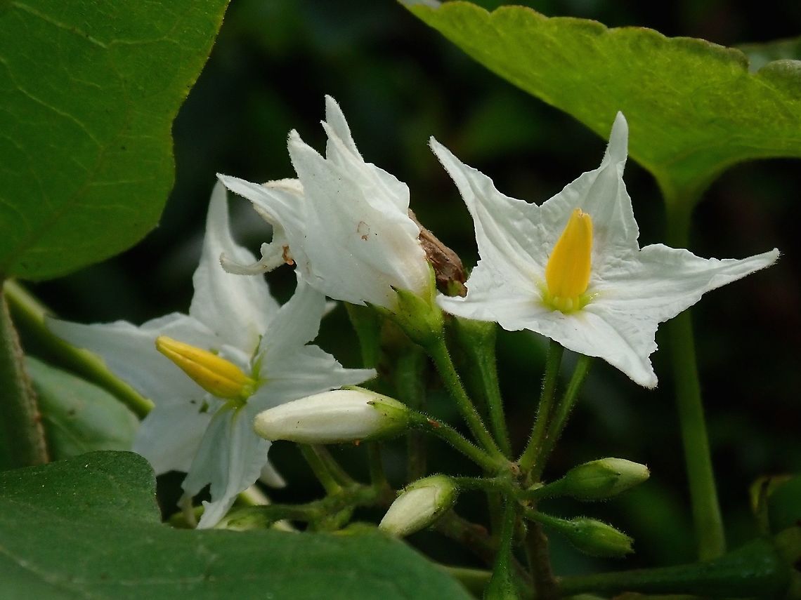 White Flowers  Flower,Hong Kong,Plant
