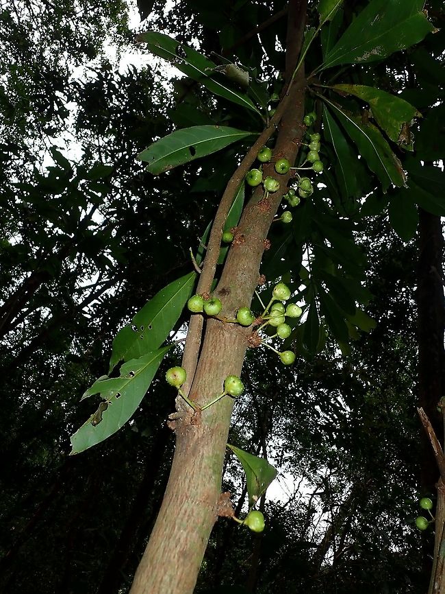 Ficus sp  Ficus,Ficus sp,Hong Kong,Plant,Tree