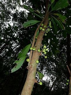 Ficus sp  Ficus,Ficus sp,Hong Kong,Plant,Tree