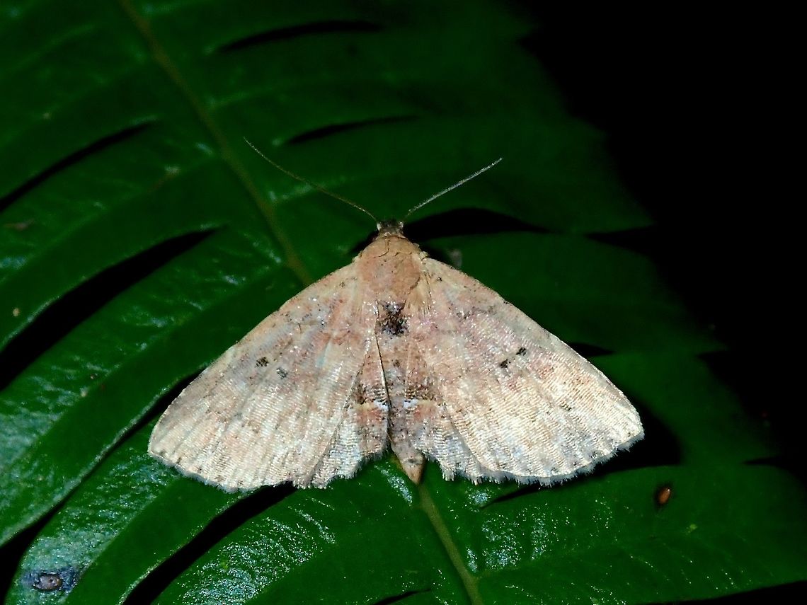 Moth  Hong Kong,Moth