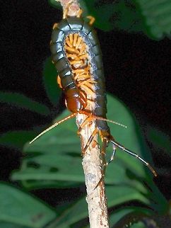 Centipede - Scolopendra subspinipes A juvenile Centipede, possibly Scolopendra subspinipes.
Saw from a website reference that this could be the sub-species Scolopendra subspinipes dehaani, but not very sure of this.


 Centipede,Hong Kong,Scolopendra subspinipes