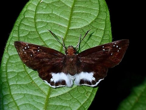 Water Snow Flat - Tagiades litigiosa Butterfly with a hairy white patch. Butterfly,Hong Kong,Tagiades litigiosa,Water Snow Flat