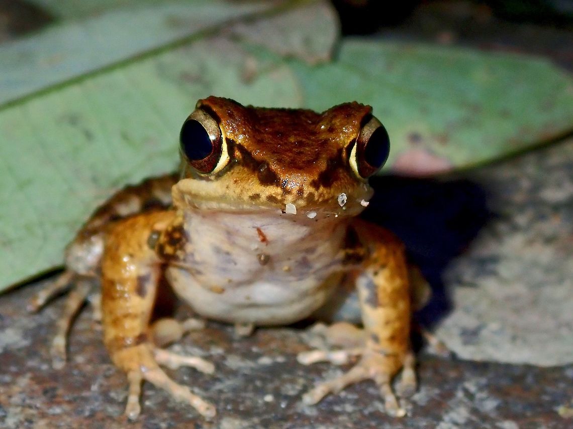 Romer's Tree Frog The Romer's Tree Frog - Liuixalus romeri is endemic to Hong Kong and was previously only recorded in 4 outlying islands off Hong Kong including Chep Lap Kok Island.   As mitigation of the effects of airport construction on Chek Lap Kok, the Chek Lap Kok population was translocated to suitable sites on Hong Kong Island and the New Territories (including Tsiu Hang Special Area, Tai Lam Country Park and Tai Po Kau Nature Reserve). It occurs from sea level to 650m asl.  I found this at Tai Po Kau Nature Reserve. Frog,Hong Kong,Liuixalus romeri,Romers Tree Frog,Tree Frog