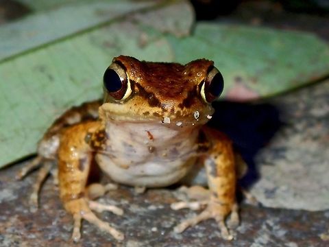 Romer's Tree Frog The Romer's Tree Frog - Liuixalus romeri is endemic to Hong Kong and was previously only recorded in 4 outlying islands off Hong Kong including Chep Lap Kok Island.   As mitigation of the effects of airport construction on Chek Lap Kok, the Chek Lap Kok population was translocated to suitable sites on Hong Kong Island and the New Territories (including Tsiu Hang Special Area, Tai Lam Country Park and Tai Po Kau Nature Reserve). It occurs from sea level to 650m asl.  I found this at Tai Po Kau Nature Reserve. Frog,Hong Kong,Liuixalus romeri,Romers Tree Frog,Tree Frog