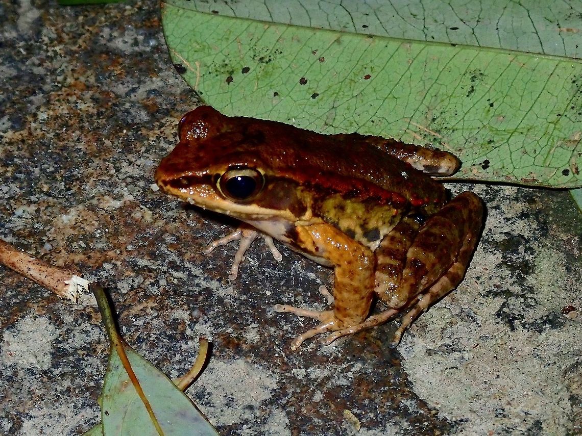 Romer's Tree Frog - Liuixalus romeri  Frog,Hong Kong,Liuixalus romeri,Romers Tree Frog,Tree Frog