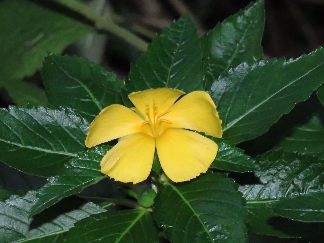 Yellow Alder - Turnera ulmifolia                                 Flower,Hong Kong,Plant,Turnera ulmifolia,Yellow Alder