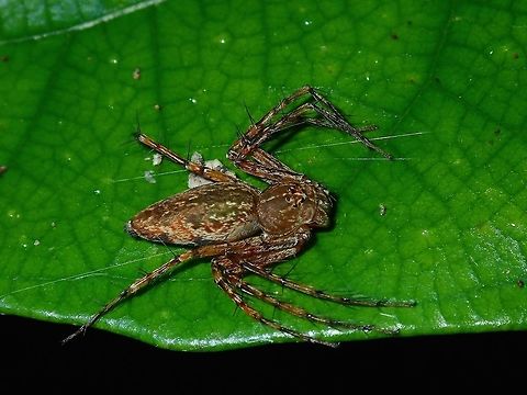Lynx Spider - Oxyopes sertatus  Hong Kong,Lynx Spider,Oxyopes sertatus,Spider