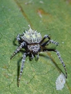 Spider - Eriovixia sp Medium sized Spider with yellow spots/markings on its abdomen and spines on its legs. Eriovixia,Eriovixia laglaizei,Eriovixia sp,Hong Kong,Spider