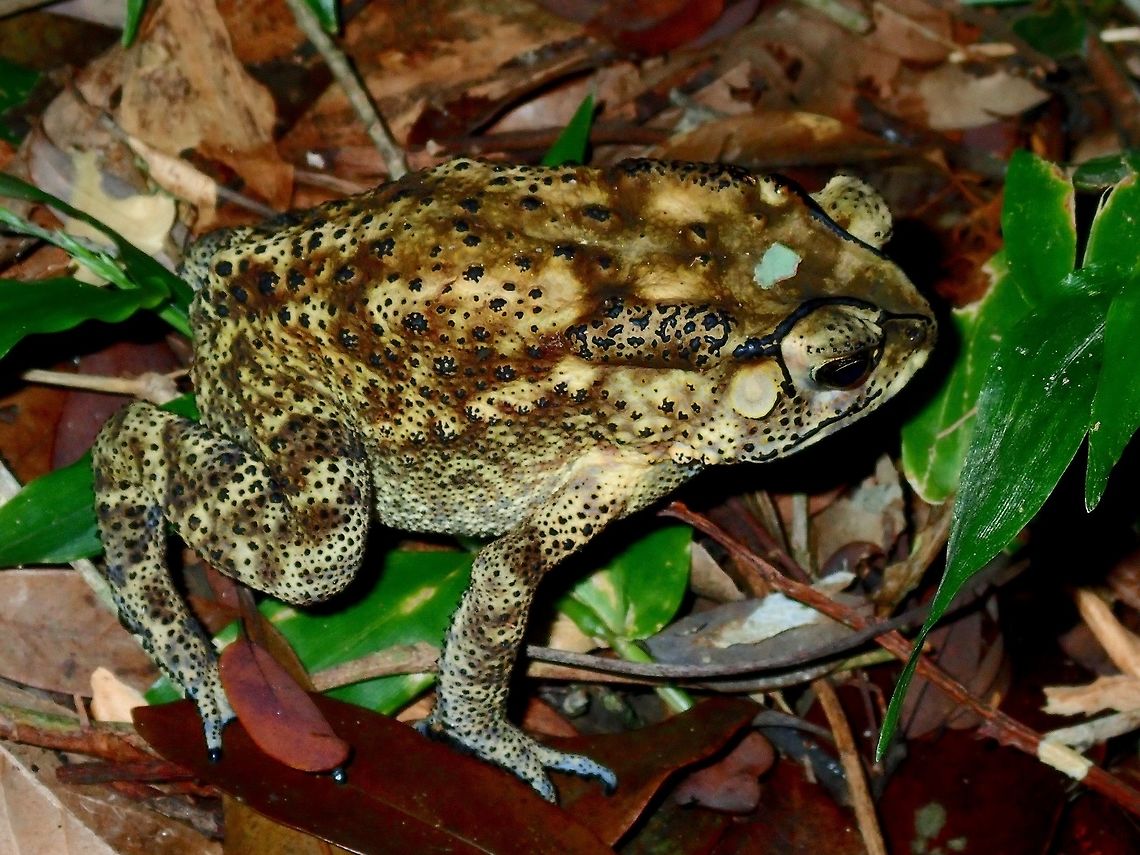 Asian Common Toad - Duttaphrynus melanostictus  Asian Common Toad,Common Toad,Duttaphrynus melanostictus,Hong Kong,Toad