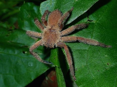 Huntsman Spider  Hong Kong,Huntsman Spider,Spider