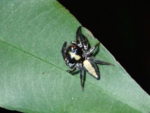 Black and White Jumping Spider - Evarcha bicoronata Small Jumping Spider - Evarcha bicoronata, the white parts of this particular Spider is more yellowish in colour. Black and White Grass Jumper,Evarcha bicoronata,Hong Kong,Jumping Spider,Spider