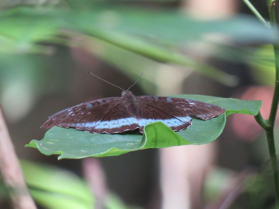 Butterfly                                 Butterfly,Euthalia niepelti,Green Skirt Baron,Hong Kong