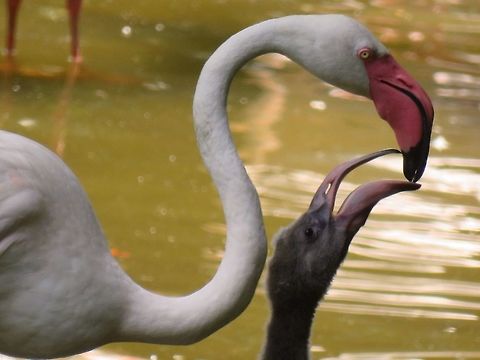 Feeding the Chicks Seen at Kowloon Park, this group of Greater Flamingo were probably introduced to the Park but the Park is an open area and the artificial lake in the park is very popular with some of the birds. Bird,Flamingo,Greater Flamingo,Hong Kong,Phoenicopterus roseus