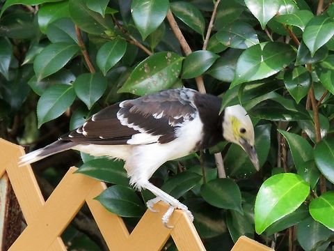 Black-Collared Starling - Gracupica nigricollis                                 Bird,Black-Collared Starling,Gracupica nigricollis,Hong Kong,Starling