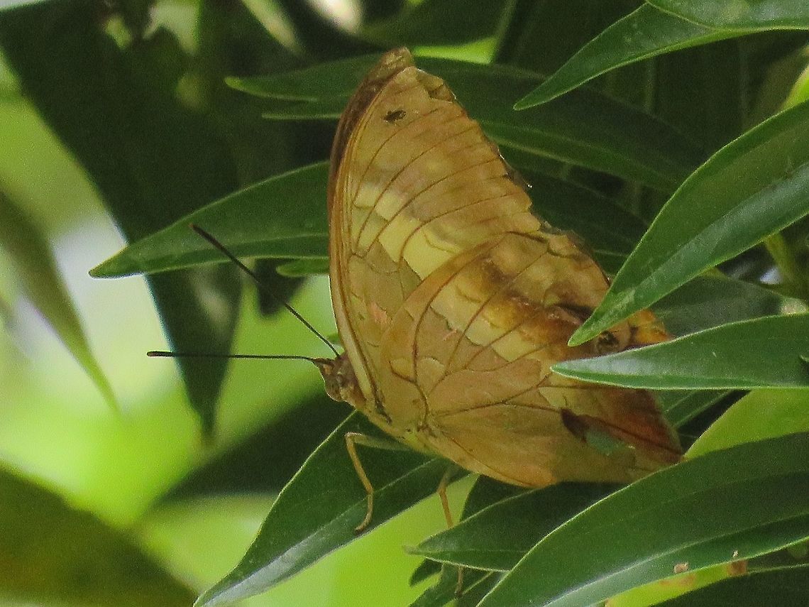 Common Duffer - Discophora sondaica Not definitely sure of this ID, would welcome any correction. Butterfly,Common Duffer,Discophora sondaica,Hong Kong