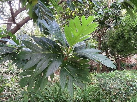 Breadfruit Artocarpus altilis,Breadfruit,Hong Kong,Plant,Tree