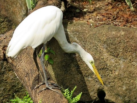 Great White Egret - Ardea alba                                 Ardea alba,Bird,Egret,Great Egret,Hong Kong