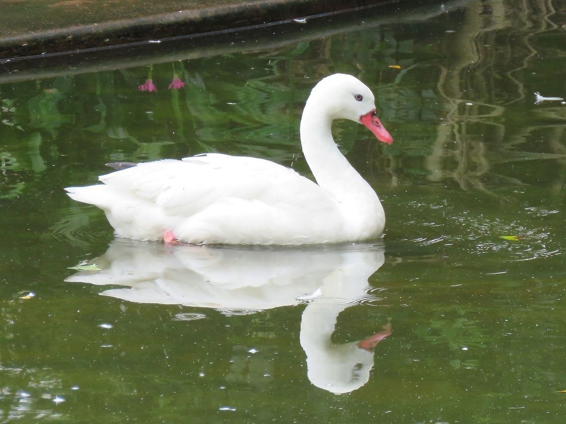 Coscoroba Swan - Coscoroba coscoroba Saw this Coscoroba Swan - Coscoroba coscoroba at Kowloon Park, which is an open park.<br />
This Coscoroba Swan are endemic to Southern America so they were introduced to Hong Kong. Bird,Coscoroba Swan,Coscoroba coscoroba,Hong Kong,Swan