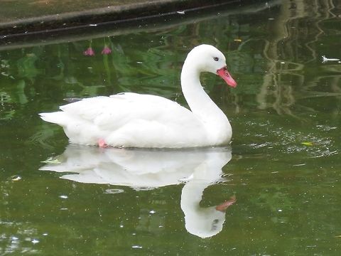 Coscoroba Swan