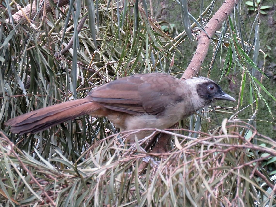 Masked Laughingthrush                                 Bird,Garrulax perspicillatus,Hong Kong,Masked Laughingthrush,Thrush