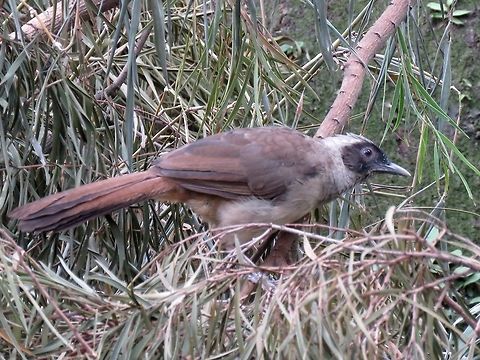 Masked Laughingthrush                                 Bird,Garrulax perspicillatus,Hong Kong,Masked Laughingthrush,Thrush