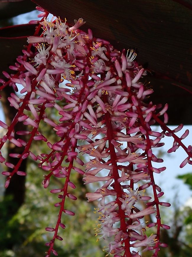 Hawaian Ti Flowers Hawaian Ti was not a local plant in Hawaia but introduced.<br />
The leafs of this plant is mostly all red in colour although in some occasions, they can be partly green in colour.<br />
Picture shows the flowers of the plant. Cordyline fruticosa,Flower,Hawaian Ti,Hong Kong,Plant