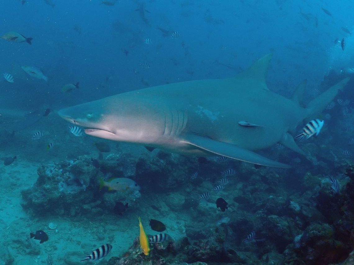 Sicklefin Lemon Shark The Sicklefin Lemon Shark - Negaprion acutidens can  grows up to 3.8 meters in length, this one in the picture was around 3 meters, still impressive in size.  They are sluggish/slow moving shark but its one of the few shark species that has its mouth always opened with its teeth clearly visible.<br />
<br />
The IUCN has assessed this species as Vulnerable; its low reproductive productivity and rate of movement limits the capacity of depleted stocks to recover. Fiji,Fish,Lemon Shark,Negaprion acutidens,Shark,Sicklefin Lemon Shark