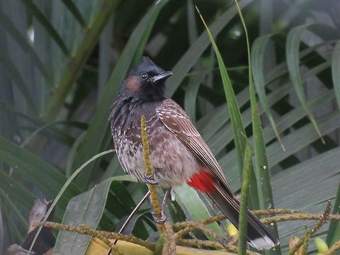 Red-Vented Bulbul - Pycnonotus cafer                                 Bird,Bulbul,Fiji,Pycnonotus cafer,Red-Vented Bulbul
