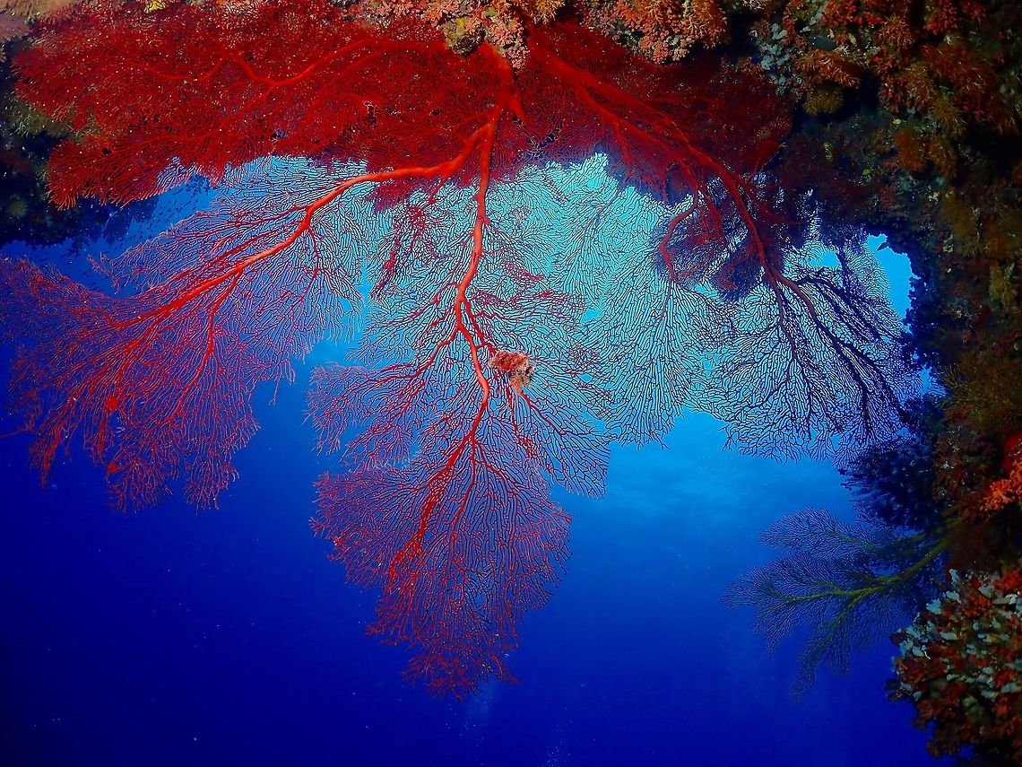 Gorgonian Seafans This particular dive site we did was filled with huge Gorgonian Seafans and some of them were hanging from under big swim-throughs.  The sizes of the Seafans were quite impressive, some of them easily 3-4 meters wide/height. Fiji,Gorgonian Seafan,Seafan