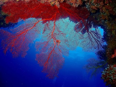 Gorgonian Seafans This particular dive site we did was filled with huge Gorgonian Seafans and some of them were hanging from under big swim-throughs.  The sizes of the Seafans were quite impressive, some of them easily 3-4 meters wide/height. Fiji,Gorgonian Seafan,Seafan