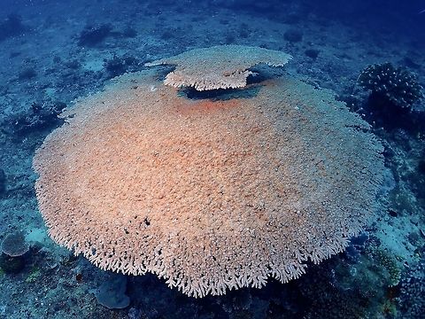 Table Coral - Acropora clathrata  Acropora clathrata,Corals,Fiji,Table Coral