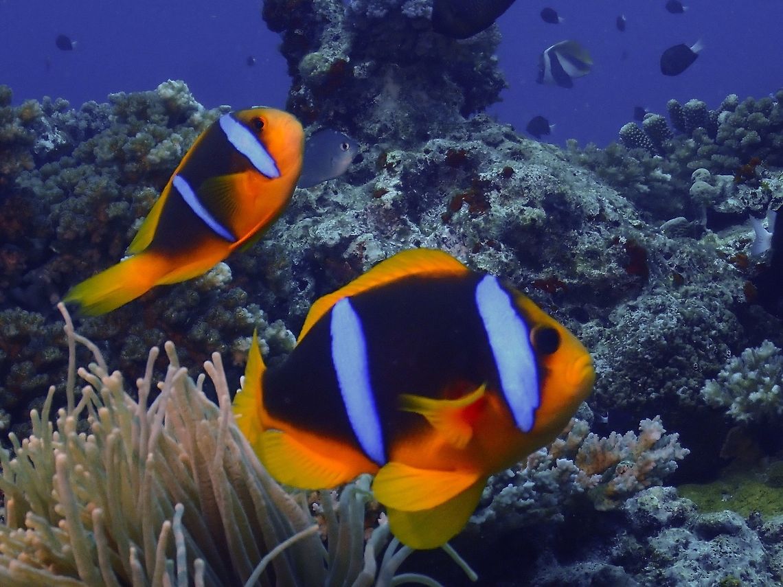 Orange-Finned Anemonefish - Amphiprion chrysopterus The Orange-Finned Anemonefish - Amphiprion chrysopterus is brown to nearly black; pair of white or pale bluish bars, second bar narrow; dorsal and pectoral fins yellow-orange tail white, ventral and anal fins yellow-orange except black in Melaneasia. Amphiprion chrysopterus,Anemonefish,Fiji,Fish,Nemo,Orange-Finned Anemonefish