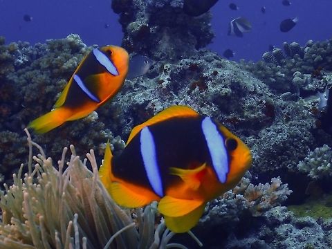 Orange-Finned Anemonefish - Amphiprion chrysopterus The Orange-Finned Anemonefish - Amphiprion chrysopterus is brown to nearly black; pair of white or pale bluish bars, second bar narrow; dorsal and pectoral fins yellow-orange tail white, ventral and anal fins yellow-orange except black in Melaneasia. Amphiprion chrysopterus,Anemonefish,Fiji,Fish,Nemo,Orange-Finned Anemonefish