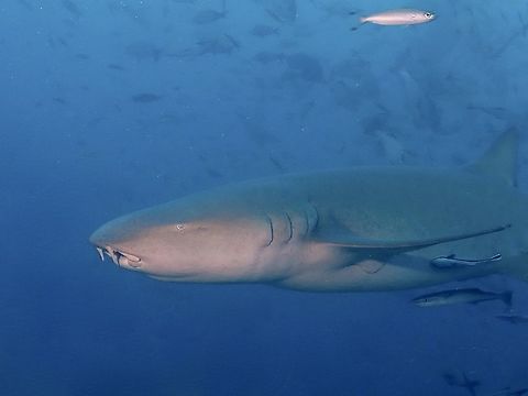 Tawny Nurse Shark - Nebrius ferrugineus This Tawny Nurse Shark - Nebrius ferrugineuscan be very large in size, up to 3 meters length but they are often overlooked when doing the Sharks dives in Fiji as there are other more 'impressive Sharks' like the Bull Sharks.
The Nurse Sharks are also looked as a nuisance by photographers as they tends to stir up the sandy bottom causing not so good condition for photography. Fiji,Nebrius ferrugineus,Nurse Shark,Shark,Tawny Nurse Shark