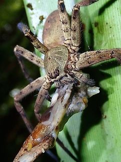 Meal Time A large sized Huntsman Spider - Heteropoda venatoria, with its catch of a frog. It looks like the body of the frog has been mostly eaten with the hind legs just dangling. Its probably a juvenile frog. The Spider is around 2 cm in body size.
 Fiji,Heteropoda venatoria,Huntsman Spider,Spider