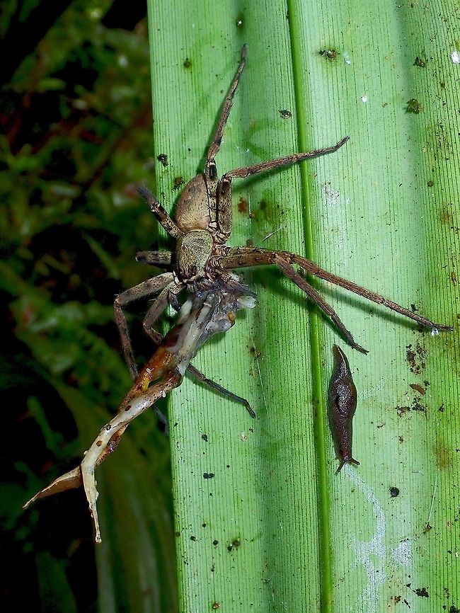 A Hunter, A Prey and a Bystander An interesting scene - a large sized Huntsman Spider - Heteropoda venatoria feeding on a Frog while a Slug/Snug just crawl around lazily. Fiji,Heteropoda venatoria,Huntsman Spider,Spider
