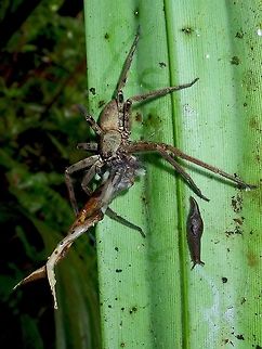 A Hunter, A Prey and a Bystander An interesting scene - a large sized Huntsman Spider - Heteropoda venatoria feeding on a Frog while a Slug/Snug just crawl around lazily. Fiji,Heteropoda venatoria,Huntsman Spider,Spider