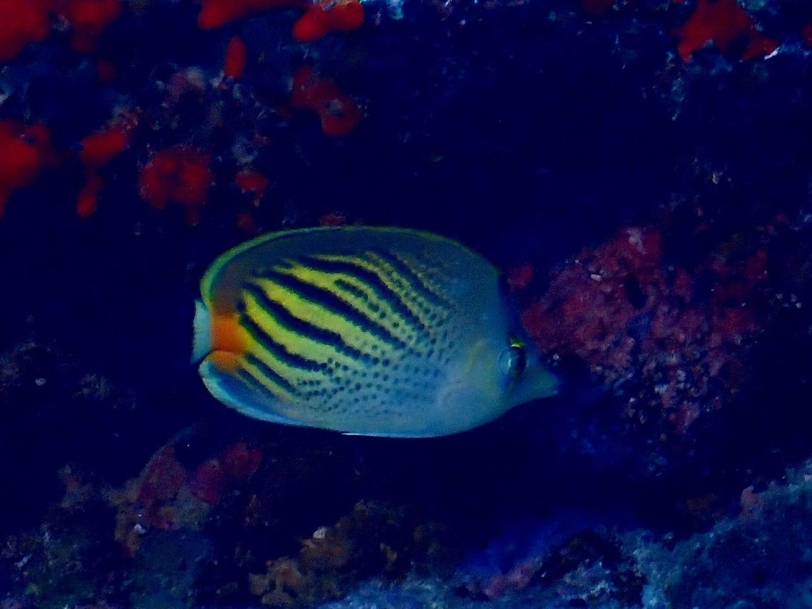 Dot Dash Butterflyfish - Chaetodon pelewensis The Dot Dash Butterflyfish - Chaetodon pelewensis is yellowish tan with diagonal rows of dark spots becoming solid bands on upper body; orange eye bar, black spot-on nape. Butterflyfish,Chaetodon pelewensis,Dot Dash Butterflyfish,Fiji,Fish
