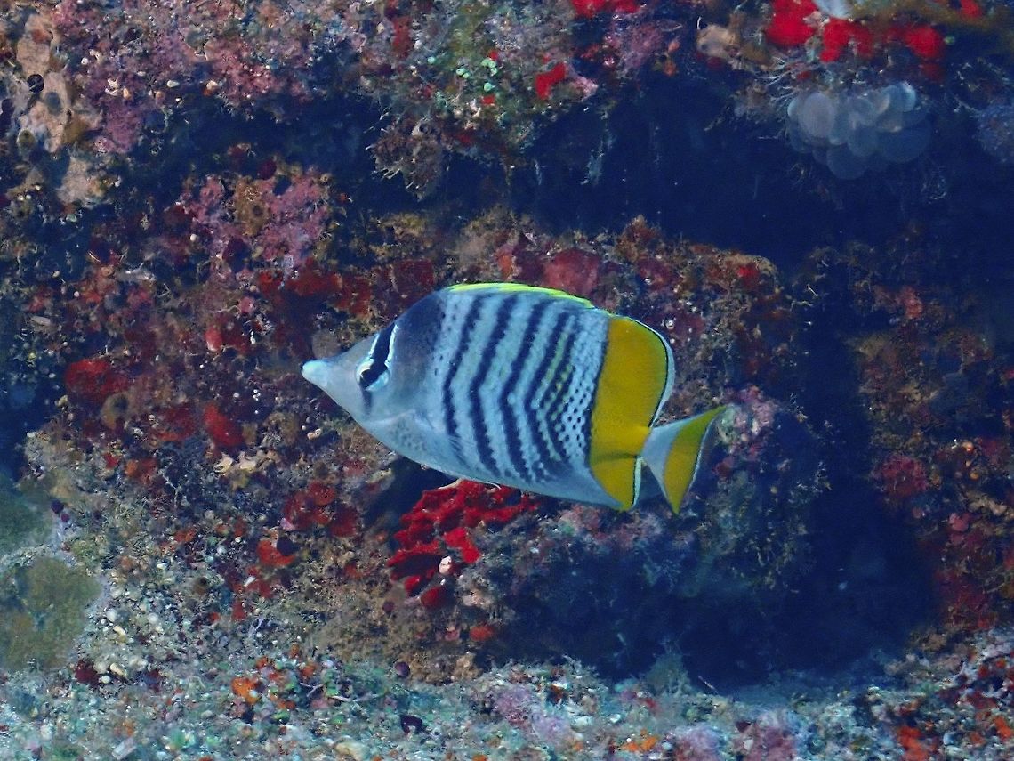 Yellowback Butterflyfish - Chaetodon mertensii The Yellowback Butterflyfish - Chaetodon mertensii is white with chevron markings, outer tail yellow to orange; broad yellow to orange bar across rear body, black eye bar and spot or smudge on nape. Butterflyfish,Chaetodon mertensii,Fiji,Fish,Yellowback Butterflyfish