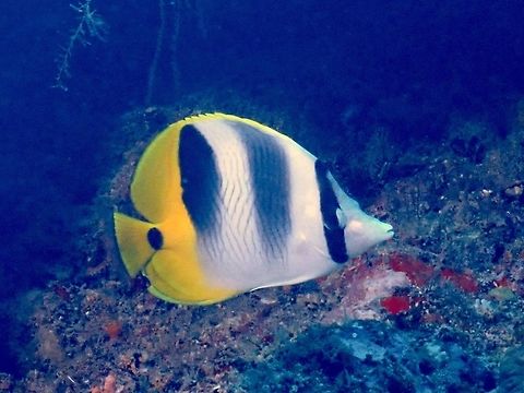 Pacific Double-Saddle Butterflyfish - Chaetodon ulietensis The Pacific Double-Saddle Butterflyfish - Chaetodon ulietensis is white fore and mid-body, bright yellow rear; pair of diffuse dark saddles across back, black spot on tail base. Butterflyfish,Chaetodon ulietensis,Fiji,Fish,Pacific Double-Saddle Butterflyfish