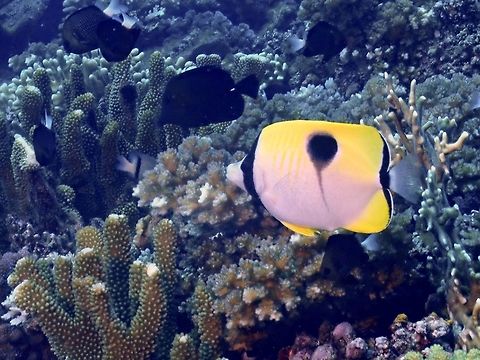 Teardrop Butterflyfish - Chaetodon unimaculatus  Butterflyfish,Chaetodon unimaculatus,Fiji,Fish,Teardrop Butterflyfish
