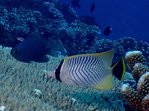 Chevron Butterflyfish - Chaetodon trifascialis The Chevron Butterflyfish - Chaetodon trifascialis is white with numerous black chevron markings, black tail with yellow margin. Butterflyfish,Chaetodon trifascialis,Chevron Butterflyfish,Fiji,Fish