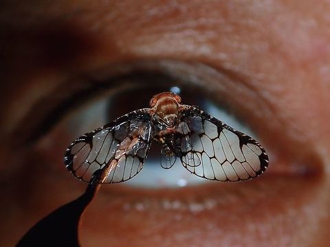 See Through My Eyes! A very small sized Ricaniid Hopper, this possibly Plestia marginata is around 1.5 cm in wingspan.  I cannot be 100% sure of the ID as I was told that it is hardly possible to ID them based on pictures.  However, Plestia marginata is reported from Fiji.
Information I gather from further checking :
This genus has more than two dozen species primarily distributed in Oceania from Western Samoa to Fiji with a single doubtful record of the type species from "Nov. Holl." provided by Melichar. Its presence in Australia based on this record was doubtful. However the discovery of a single female specimen in ASCU from North Queensland confirms its presence in Australia. The genus is identifiable by the presence of four veins originating from the basal cell.
 Fiji,Planthopper,Plestia marginata,Ricaniidae