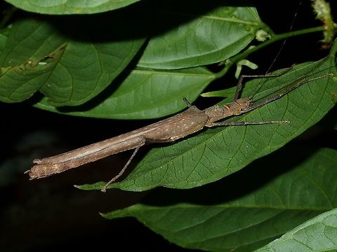 Stick Insect, Phasmid - Calvisia sammannani Female Phasmid of the species Calvisia sammannani Calvisia sammannani,Malaysia,Phasmatodea,Phasmid,Sabah,Sam Mannan's Calvisia,Stick Insect